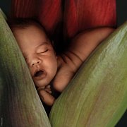 Baby in Red Lily