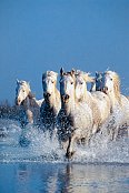 Horses
