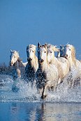 Horses 