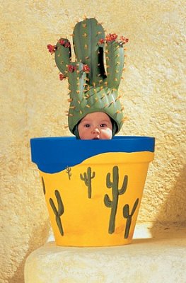 Pot and the Cactus
