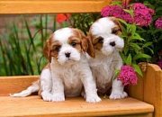 Spaniel's puppies