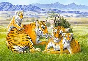 Tiger Family