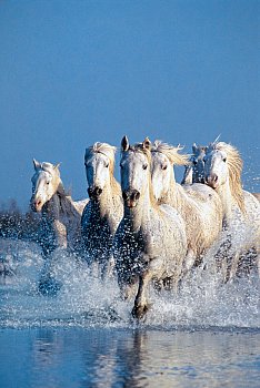 Horses