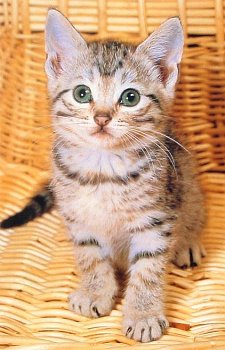 Kitten