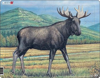Moose