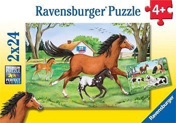 The World of Horses