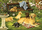 A dogs life by Tracey Hall