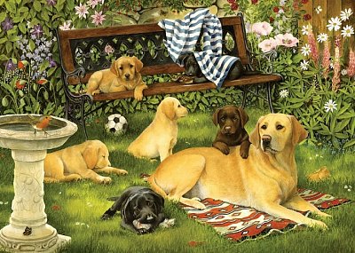 A dogs life by Tracey Hall