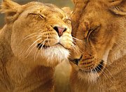 Amorous Lions