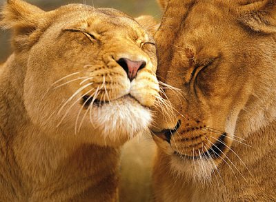 Amorous Lions