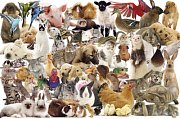 Animal Friends