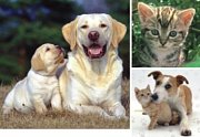 Animals