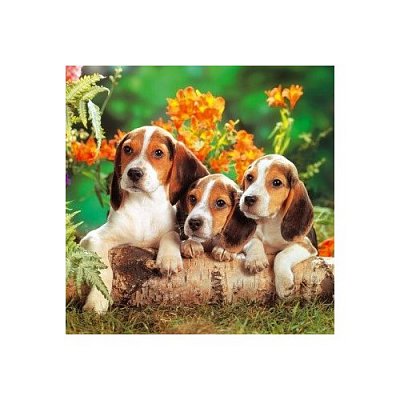 Animals