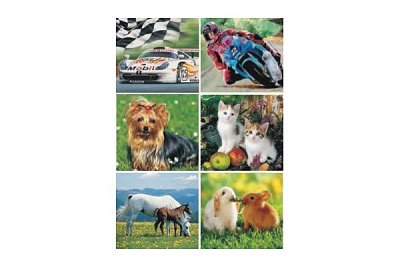 Animals and Cars 