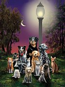 Animals at night