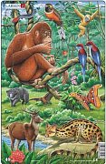 Animals of South-easterly Asia - Orangutan