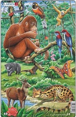 Animals of South-easterly Asia - Orangutan