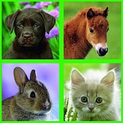 Baby Animals 4 in 1