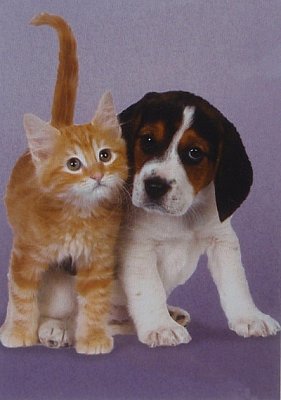 Beagle and Kitten