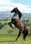 Black Horse