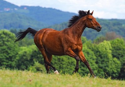 Brown Horse