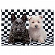 Chess Terriers