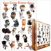 Classic Cat Breeds