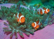 Clownfish