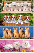 Dogs and Kittens