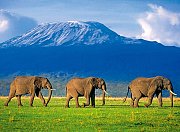 Elephants on the walk