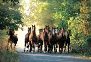 English Thoroughbred Stallions Widzw Stud Farm, Poland