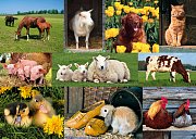 Farm Animals
