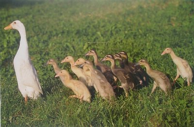 Geese on the Meadow