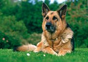 German Shepard