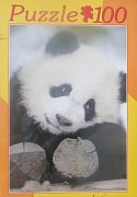 Giant Panda