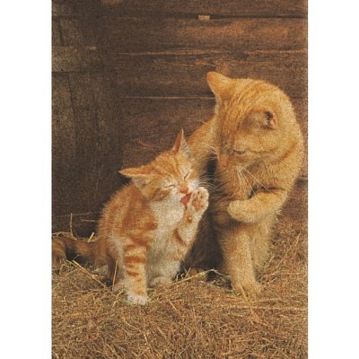 Ginger Cats