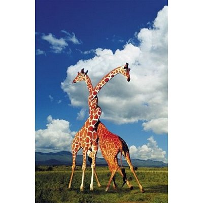 Giraffes