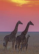 Giraffes 