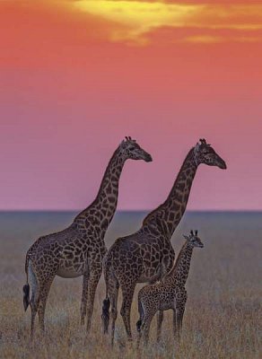 Giraffes 