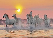 Horses in the water