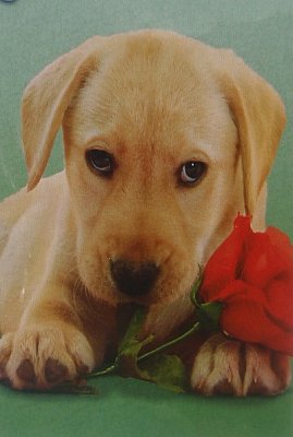 Labrador Retriever 