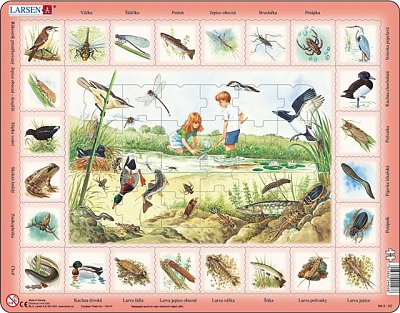 Life at the pond