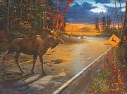 Moose on the Road