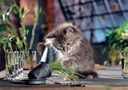 Naughty cats
