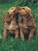 Puppies In Love