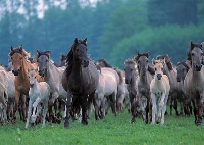 Running Horses