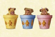 Teddies in Flowerpots