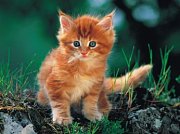 The Ginger Kitten