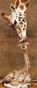 The Giraffes