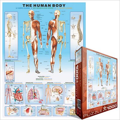 The Human Body